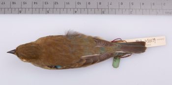 Media type: image;   Ornithology 230179